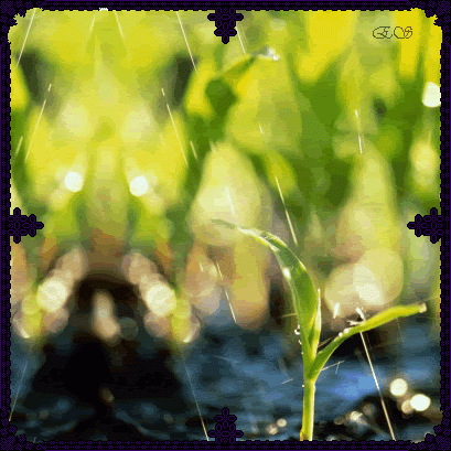 14.gif