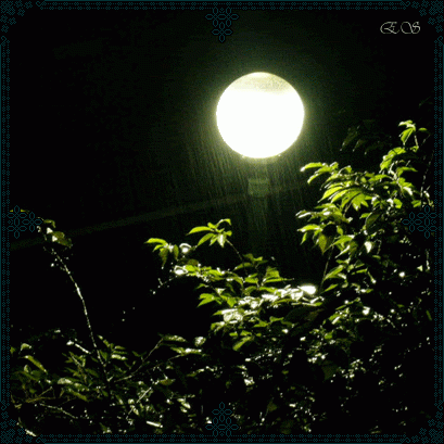 5.gif