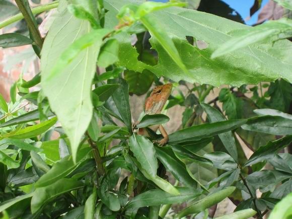 调整大小 IMG_5460.JPG