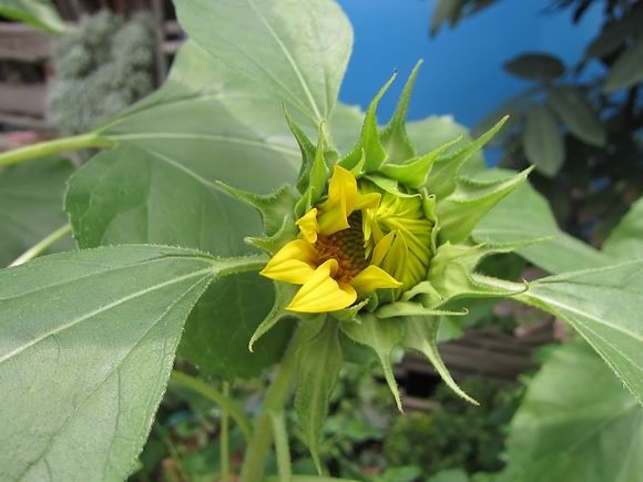 调整大小 IMG_5464.JPG