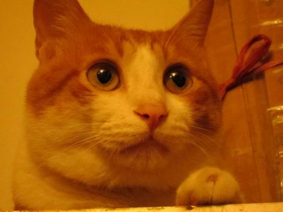 调整大小 IMG_5903.JPG