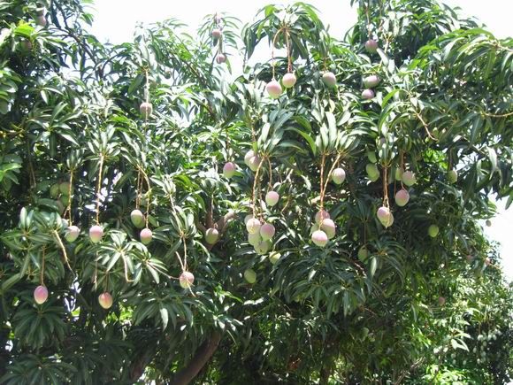 调整大小 IMG_5687.JPG